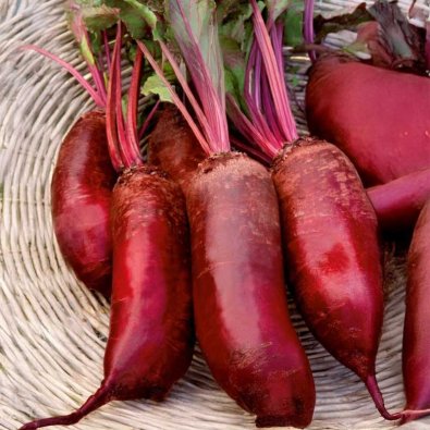 Beetroot 'Cylindra'