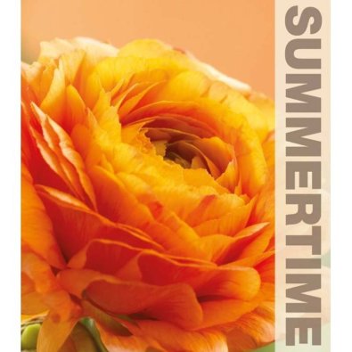 Ranunkel Orange