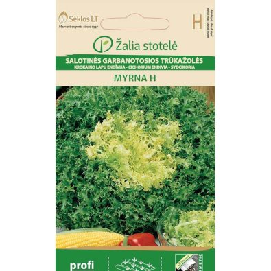 Radicchio 'Myrna' h