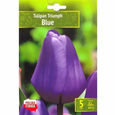 Blå tulipan
