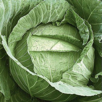 Hvidkål 'Langedijker bewaar'