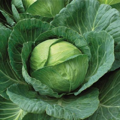 Hvidkål 'Brunswick'