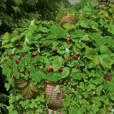 Månedsjordbær 'Attila'