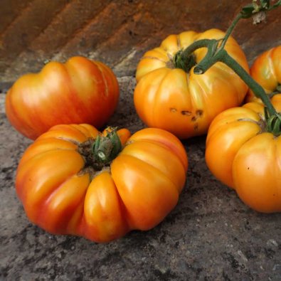 Bøftomat 'Buffalosun' H