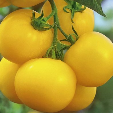 Tomat 'Lemonia'