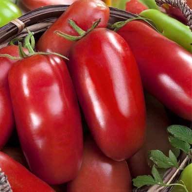 Tomato Plommontomat 'Eduardo' H