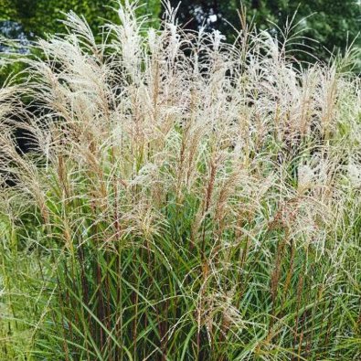 Elefantgræs 'Early Hybrids'