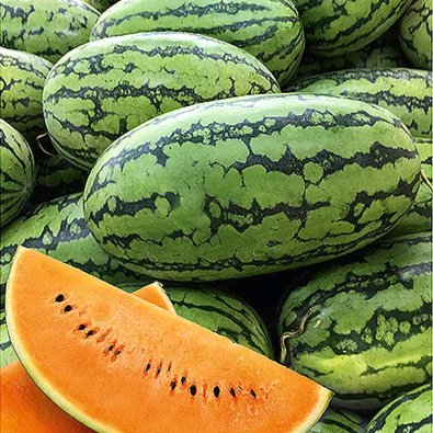 Watermelon 'Orangeglo'