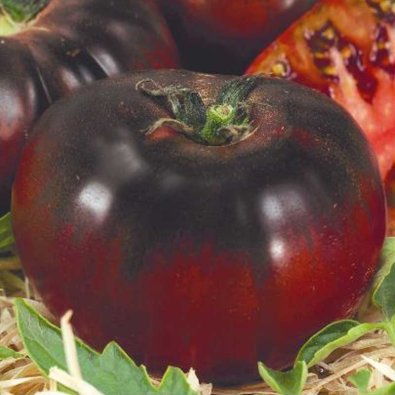 Tomat 'Black prince'