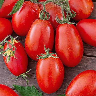 Kirsebærtomat 'Nestor' H