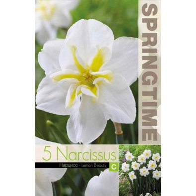 Narciss ’Lemon Beauty’