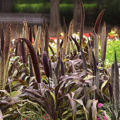 Perlemillet 'Copper Prince' h