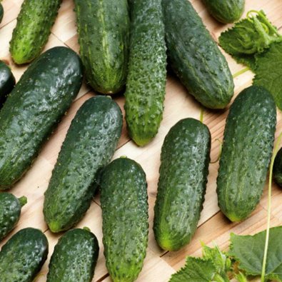 Agurk 'Sonate' F1