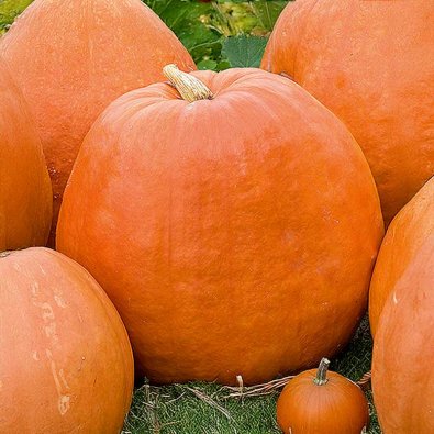 Kæmpegræskar 'Golias'