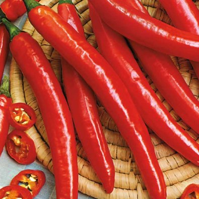 Chilipeber 'Ardito' F1