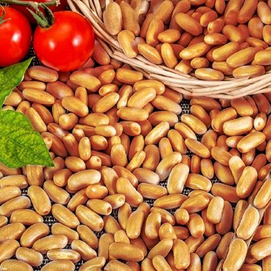 Bælgplante 'Brown dutch'