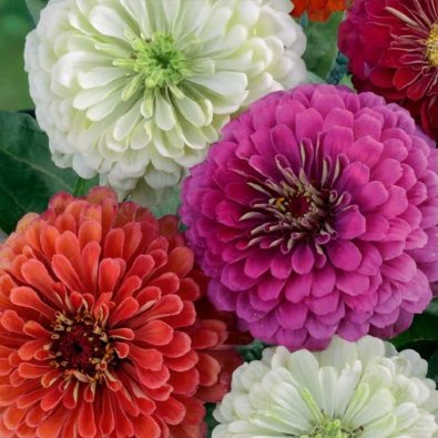 Zinnia 'California giants'