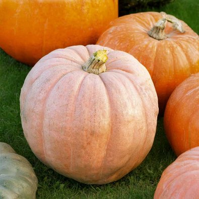 Kæmpegræskar 'Pacific giant'