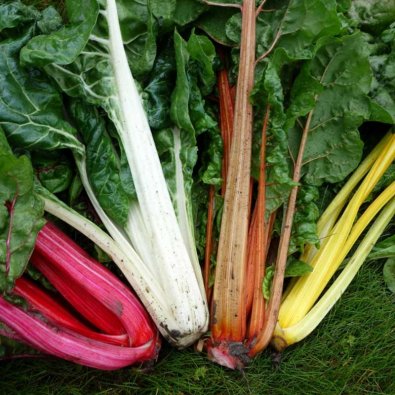 Bladbede 'Bright Lights'