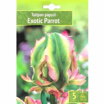 Tulipan 'Exotic Parrot'
