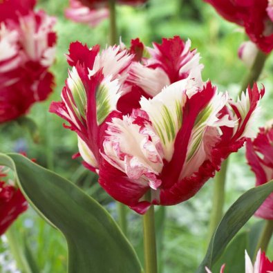 Tulpan ’Estella Rijnveld’