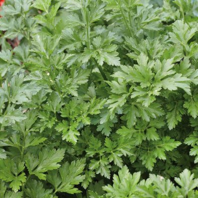 Persille 'Festival 68'