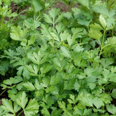 Persille 'Festival 68'