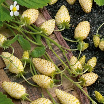 Almindelig jordbær 'Yellow Cream'