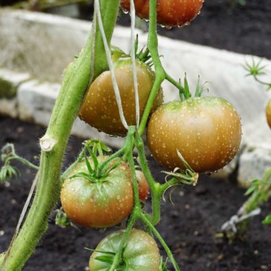 Tomat 'Noire de crimee'