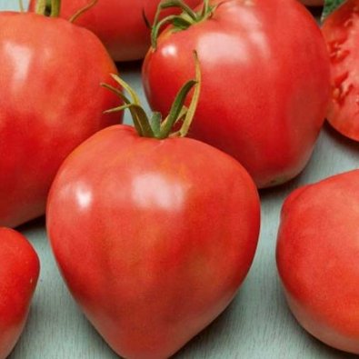 Tomat 'Cuor di blue'
