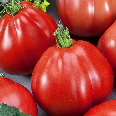 Pæretomat 'Red pear'