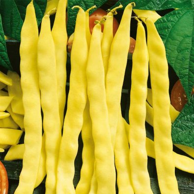 Stangbønne 'Goldmarie'