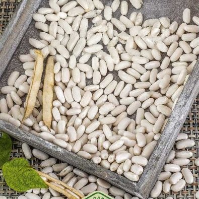 Kogebønne 'Igołomska'