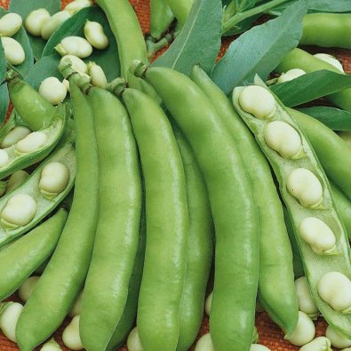 Hestebønne 'Windsor bialy'