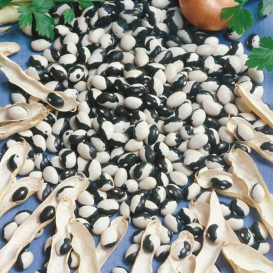 Kogebønne 'Dalmatin'