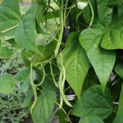 Stangbønne 'Matilda'