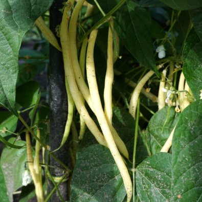 Stangbønne 'Gusto'