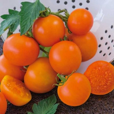 Tomat 'Oranže'
