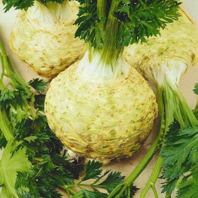 Knoldselleri 'President'