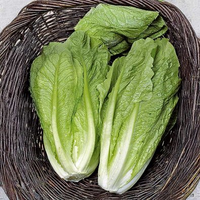 Romaine salat 'Galander'