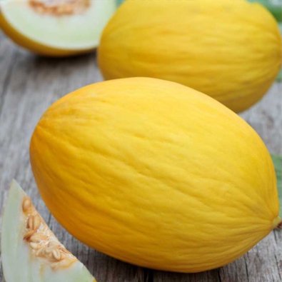 Melon 'Jaune Canari 2'