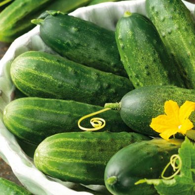 Agurk 'Marketmore'