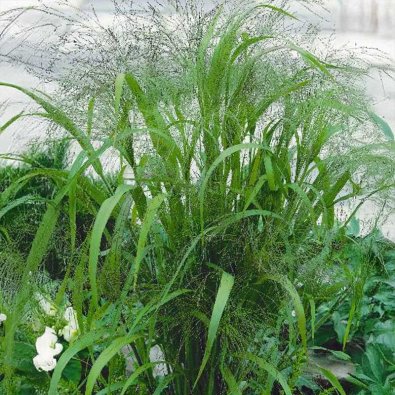 Kærlighedsgræs 'elegant'