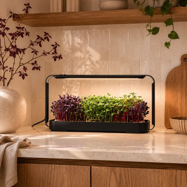 Zoom billede af Urban Root Grove Black