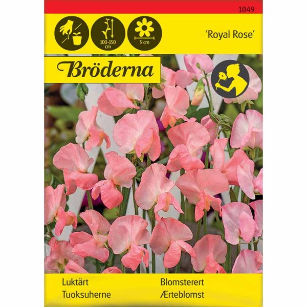 Ærteblomst 'Royal Rose'