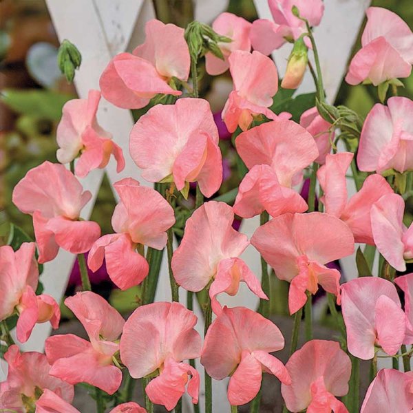 Ærteblomst 'Royal Rose'