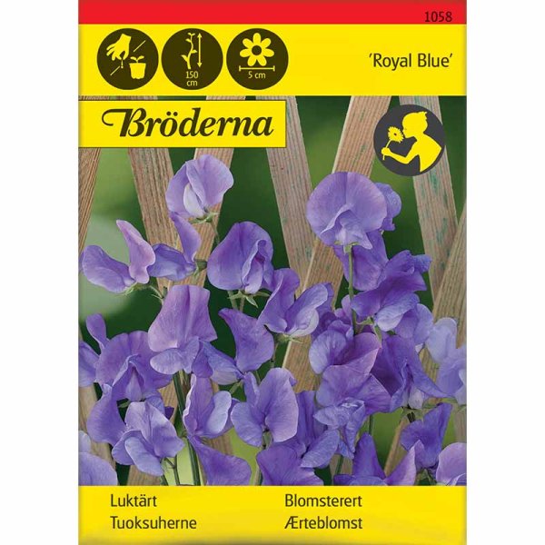 Ærteblomst 'Royal Blue'