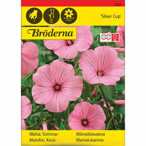 Sommer-mamelukærme 'Silver Cup'