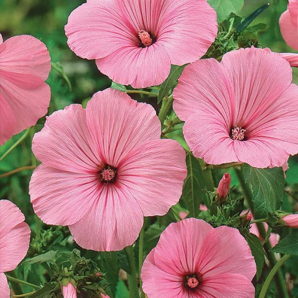 Sommer-mamelukærme 'Silver Cup'