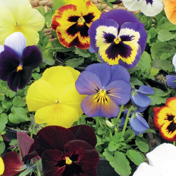 Stedmoderblomst 'Florist Strain' mix